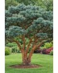 Сосна звичайна Чантрі Блю|Pinus sylvestris Chantry Blue|Сосна обыкновенная Чантрі Блю